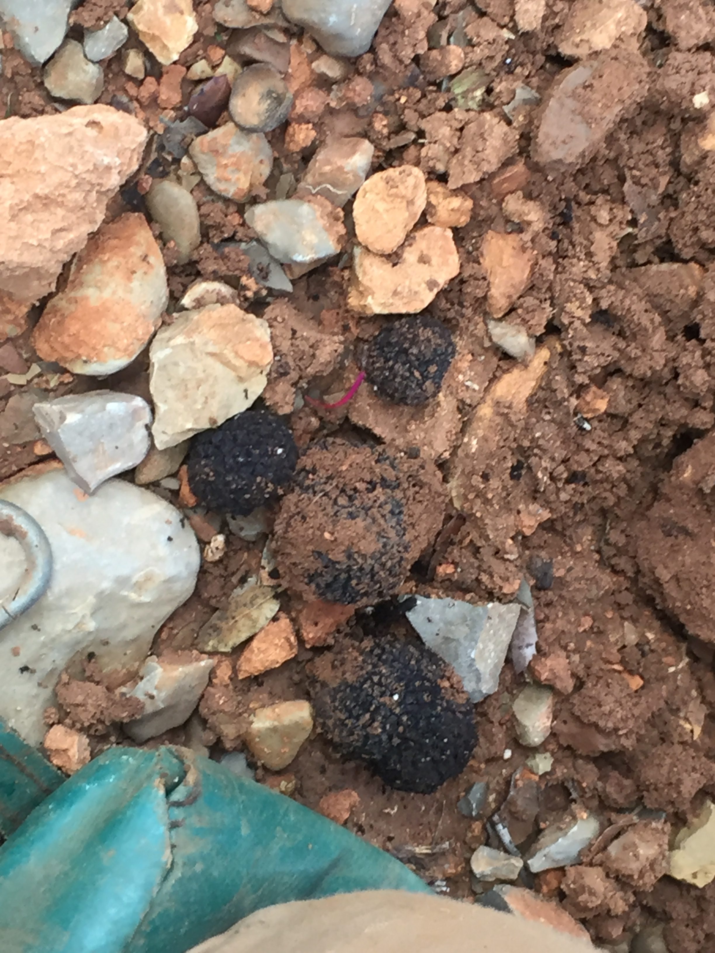 Blacktruffletmelanosporum Carolina Truffieres