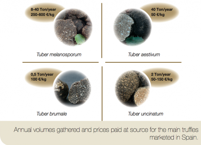 Truffle Species Types of Truffles Carolina Truffieres