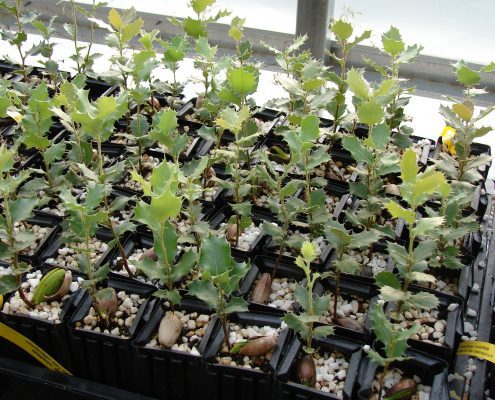 Truffle inoculated seedlings