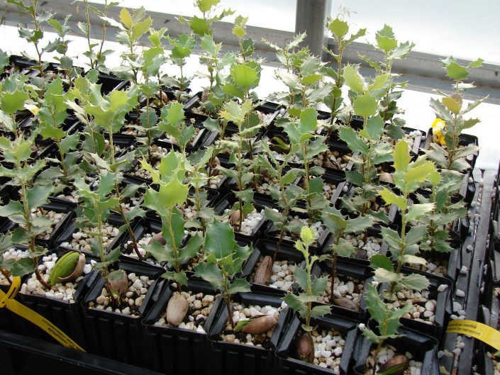 Truffle inoculated seedlings
