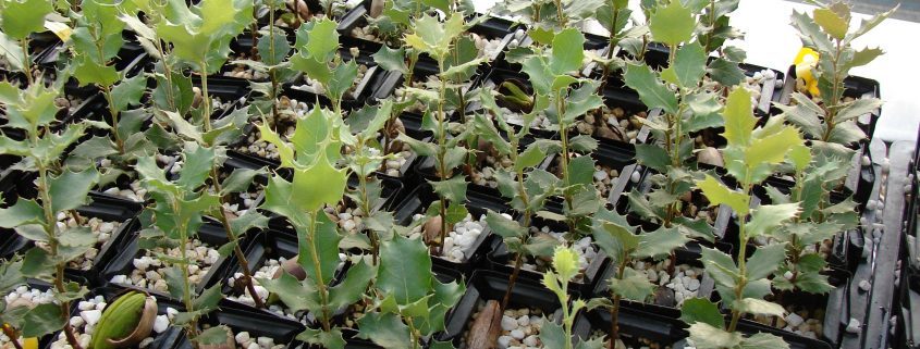 Truffle inoculated seedlings